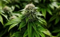 Cannabis legal : Marruecos cambia de escala
