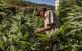 Cannabis legal en Marruecos : Éxito rotundo en la primera cosecha de Al Hoceima y Chefchaouen