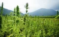 Cannabis Marroquí : América del Norte Sacude el Rif