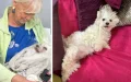 Caos en Marruecos : Anciana belga pierde a su perro y denuncia a aerolínea tras viaje frustrado