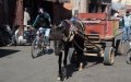 Carretillas y perros callejeros : El desafío persistente de Had Soualem