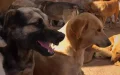 Casablanca en alerta : Creciente amenaza de perros callejeros desata preocupación ciudadana