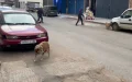 Casablanca en alerta : Crisis de perros callejeros desafía la seguridad ciudadana