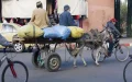 Casablanca prohíbe carros de caballos : Modernización urbana y bienestar animal