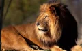 Casablanca revive su zoológico : Ain Sebaa abrirá sus puertas con 45 especies animales