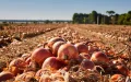 El cebolla española a 8 DH llega a Marruecos : ¡Por qué nuestros agricultores ya no son competitivos !
