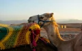 Cerca de Marrakech, el desierto de Agafay amenazado por su propio éxito (Le Figaro)