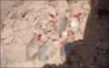 Cólera en Marruecos tras la masacre de seis lobatos por pastores nómadas