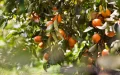 Córcega depende de expertos marroquíes para salvar su cosecha de clementinas