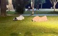 La cornisa de Tánger : de joya turística a refugio de indigentes y centro de juegos ilegales