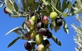 Tras una cosecha excepcional, Marruecos podría perder 80 millones de kilos de aceite de oliva