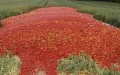 Crisis agrícola en Marruecos : Agricultores destruyen toneladas de tomates por desplome de precios