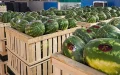 Crisis agrícola en Marruecos : Exportaciones de sandías se desploman a mínimos históricos