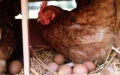 Crisis alimentaria en Marruecos : El pollo y los huevos alcanzan precios récord