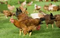 Crisis alimentaria en Marruecos : El precio del pollo dispara la indignación ciudadana
