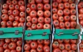 Crisis alimentaria en Marruecos : el precio del tomate se dispara a 14 dírhams por kilo
