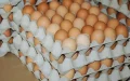 Crisis alimentaria en Marruecos : El precio de los huevos se dispara antes del Ramadán
