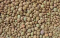 Crisis alimentaria en Marruecos : El precio de las lentejas se duplica y alarma a los consumidores