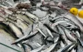 Crisis alimentaria en Marruecos : La sardina pasa de alimento básico a producto de lujo