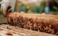 Crisis apícola en Marruecos : sequía amenaza la producción de miel y el sustento de familias