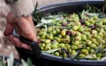 Crisis del aceite de oliva en Marruecos : Cosechas insuficientes disparan los precios
