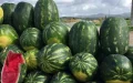 La crisis del agua enfrenta a agricultores y autoridades en Tata : ¿Volverá la sandía ?