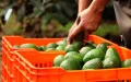 Crisis del aguacate : Productores valencianos enfrentan avalancha de importaciones marroquíes