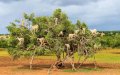 La crisis del argán : Sequía y éxodo rural amenazan el oro líquido de Marruecos