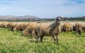 Crisis del cordero : España enfrenta precios récord y exportaciones masivas
