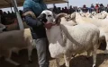 Crisis del cordero en Marruecos : El Aíd al-adha impulsa la compra de carne por kilo