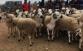 Crisis del cordero en Marruecos : El Eid al-Adha amenazado por la subida de precios