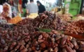 Crisis del dátil en Marruecos : escasez y precios récord antes del Ramadán