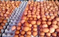 Crisis del huevo en Marruecos : Precios récord amenazan la mesa del Ramadán