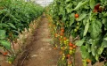 La crisis del tomate : Agricultores españoles exigen frenar importaciones marroquíes