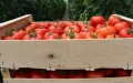 Crisis del tomate español : Marruecos amenaza el sector con importaciones masivas