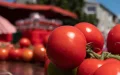 Crisis del tomate francés : Marruecos domina el mercado mientras productores locales luchan por sobrevivir