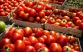 Crisis del tomate marroquí : virus y clima extremo disparan precios y hunden producción