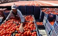 Crisis del tomate : Marruecos desafía a Europa en medio de protestas agrícolas y sequía