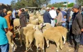La crisis económica obliga a los marroquíes a renunciar al cordero en el Eid al-Adha