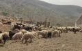 Crisis ganadera : La sequía en Marruecos golpea al sector ovino español