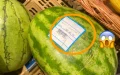 Crisis hídrica dispara precios : La paradoja de la sandía en Marruecos
