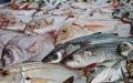 Crisis en el mar marroquí : Escasez de peces dispara precios y alarma al sector pesquero