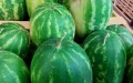 Crisis en el mercado de sandías : Exportaciones marroquíes a Europa caen un 50% en 2024