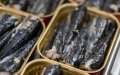 Crisis de la sardina : Francia se queda sin su aperitivo favorito por la sobrepesca marroquí