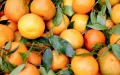 Crisis en el sector citrícola : Marruecos reduce un 72% sus exportaciones de naranjas en 2023
