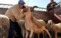 Crisis en el sector ovino : Marruecos cancela el Aïd al-Adha y ganaderos exigen ayudas