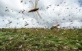 La cruel ironía del clima : la lluvia que salvó Marruecos atrae una nueva plaga