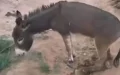 Crueldad animal en Marruecos : Condenan a prisión a hombre por mutilar burro en Zagora