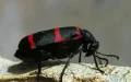 Descubren en el Atlas marroquí un coleóptero único : el Lampromeloe pantherinus