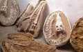 Descubren tesoro paleontológico : Aduanas francesas desarticulan red de tráfico de fósiles raros